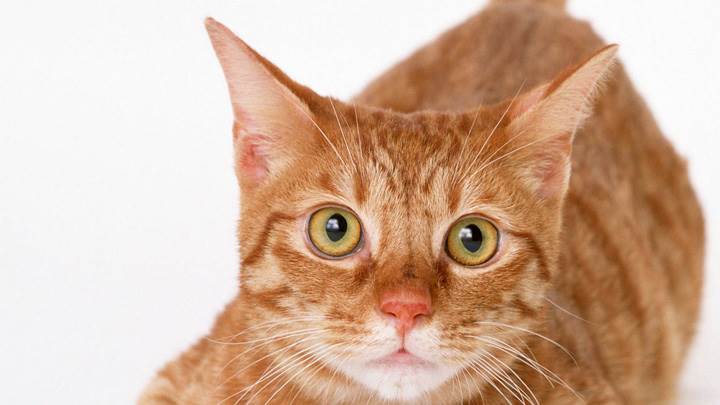 Brown Cat With Brown Eyes Face Closeup